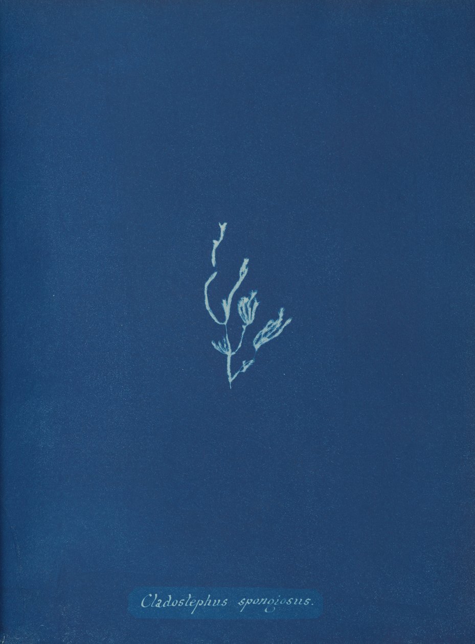 Cladostephus spongiosus ، كاليفورنيا. 1853 بواسطة آنا أتكينز
