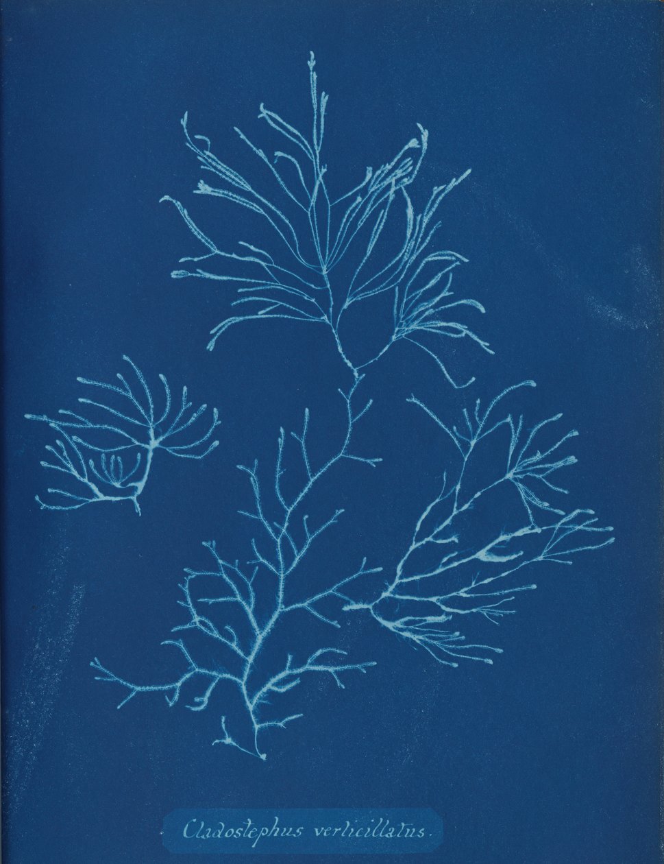 Cladostephus verticillatus ، كاليفورنيا. 1853 بواسطة آنا أتكينز