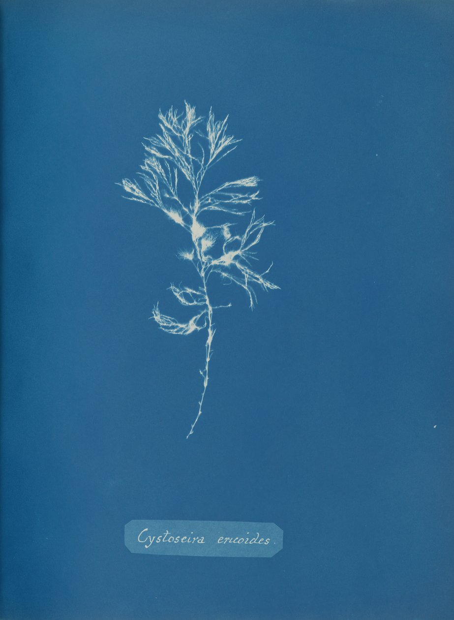 Cystoseira ericoides ، كاليفورنيا. 1853. بواسطة آنا أتكينز