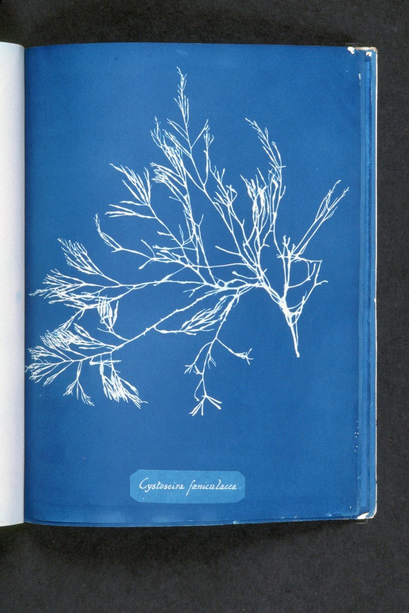 Cystoseira foeniculacea ، من "صور الطحالب البريطانية: انطباعات سيانوتايب" ، نُشر في 1843-1853 بواسطة آنا أتكينز