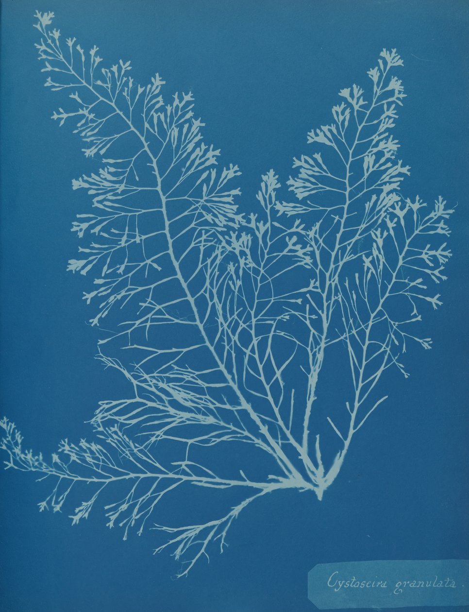 Cystoseira granulata ، كاليفورنيا. 1853. بواسطة آنا أتكينز