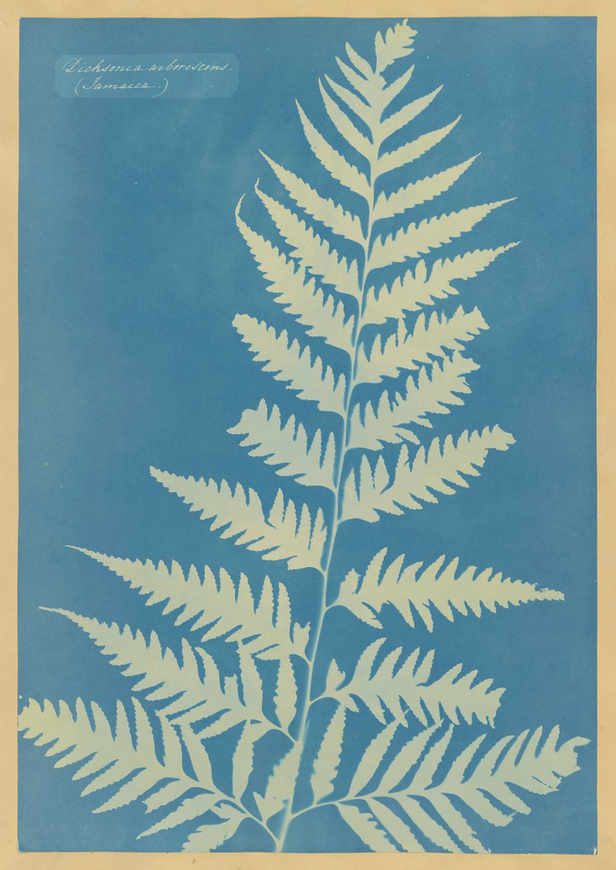 Dichsonia arborescens ، جامايكا بواسطة آنا أتكينز
