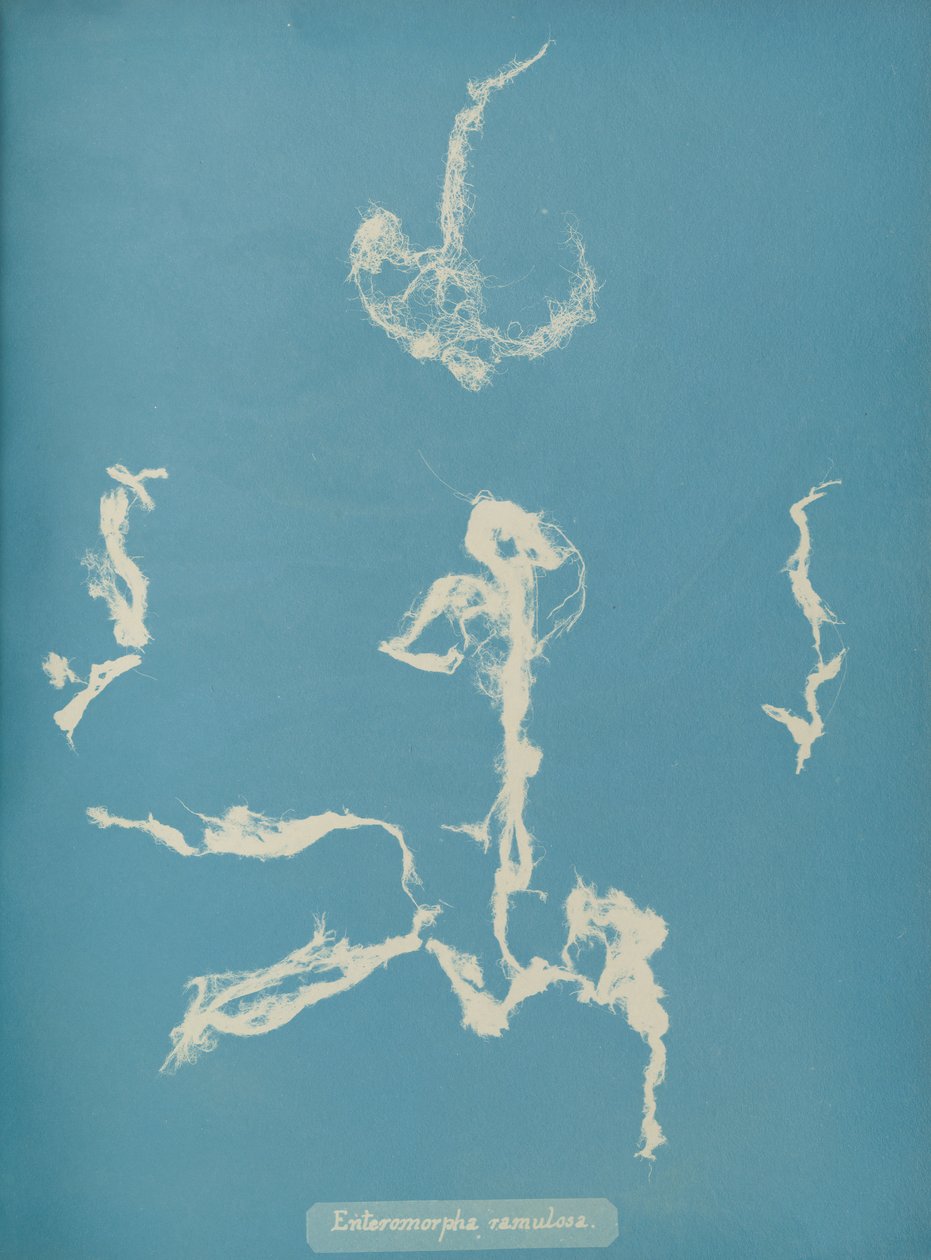 Enteromorpha ramulosa ، كاليفورنيا. 1853 بواسطة آنا أتكينز