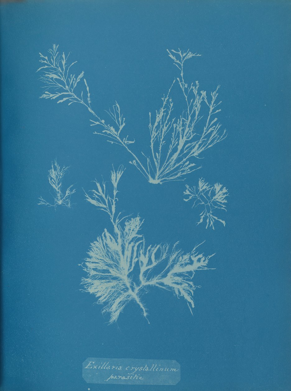 Exillaria crystallinum الطفيلية ، كاليفورنيا. 1853. بواسطة آنا أتكينز