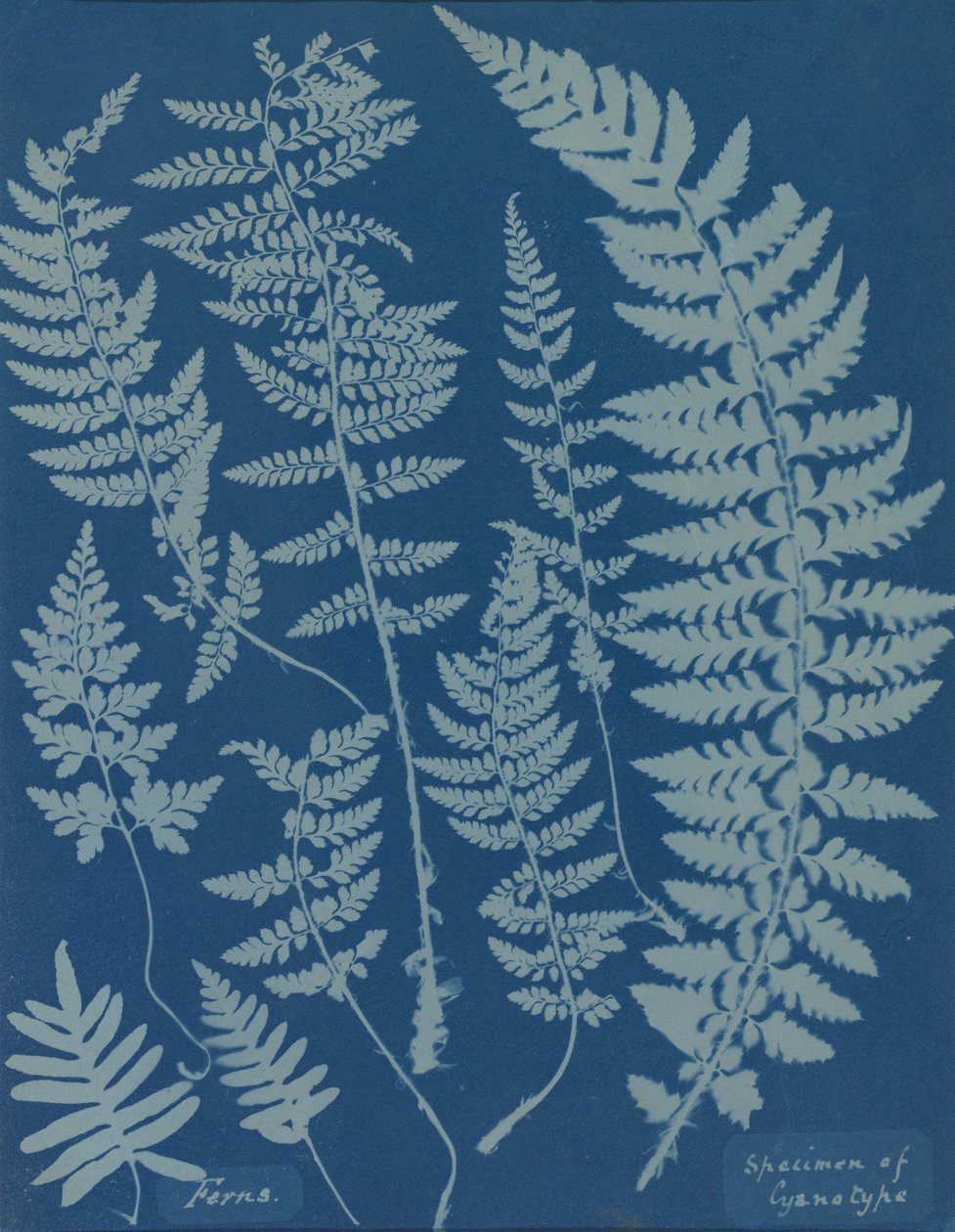 السرخس. عينة من Cyanotype ، 1840. بواسطة آنا أتكينز
