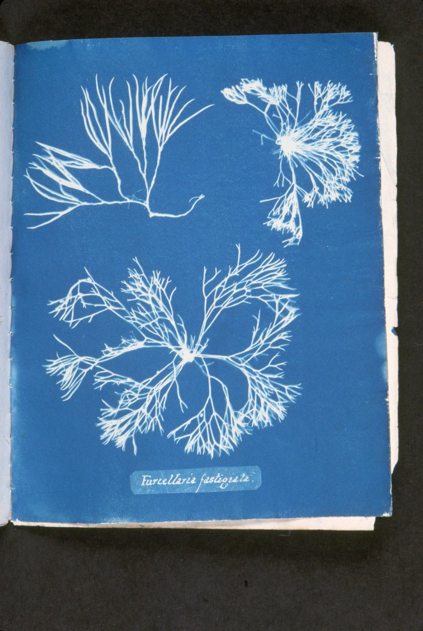 Furcelleria fastigiata ، من "صور الطحالب البريطانية: انطباعات من النوع السيانوي" ، تم نشره في ١٨٤٣-٥٣ (نوع السيانوتايب) بواسطة آنا أتكينز