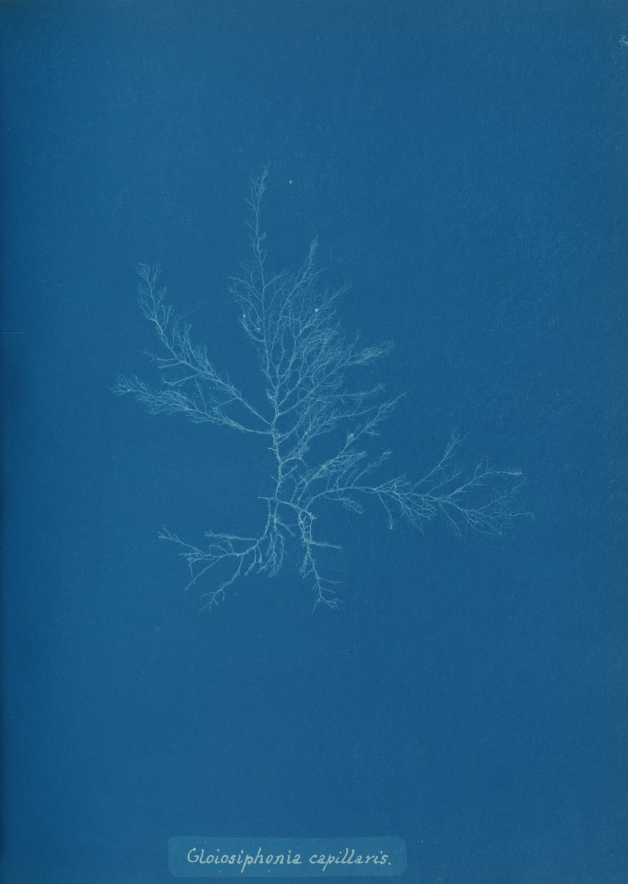 Gloisiphonia capillaris ، كاليفورنيا. 1853. بواسطة آنا أتكينز