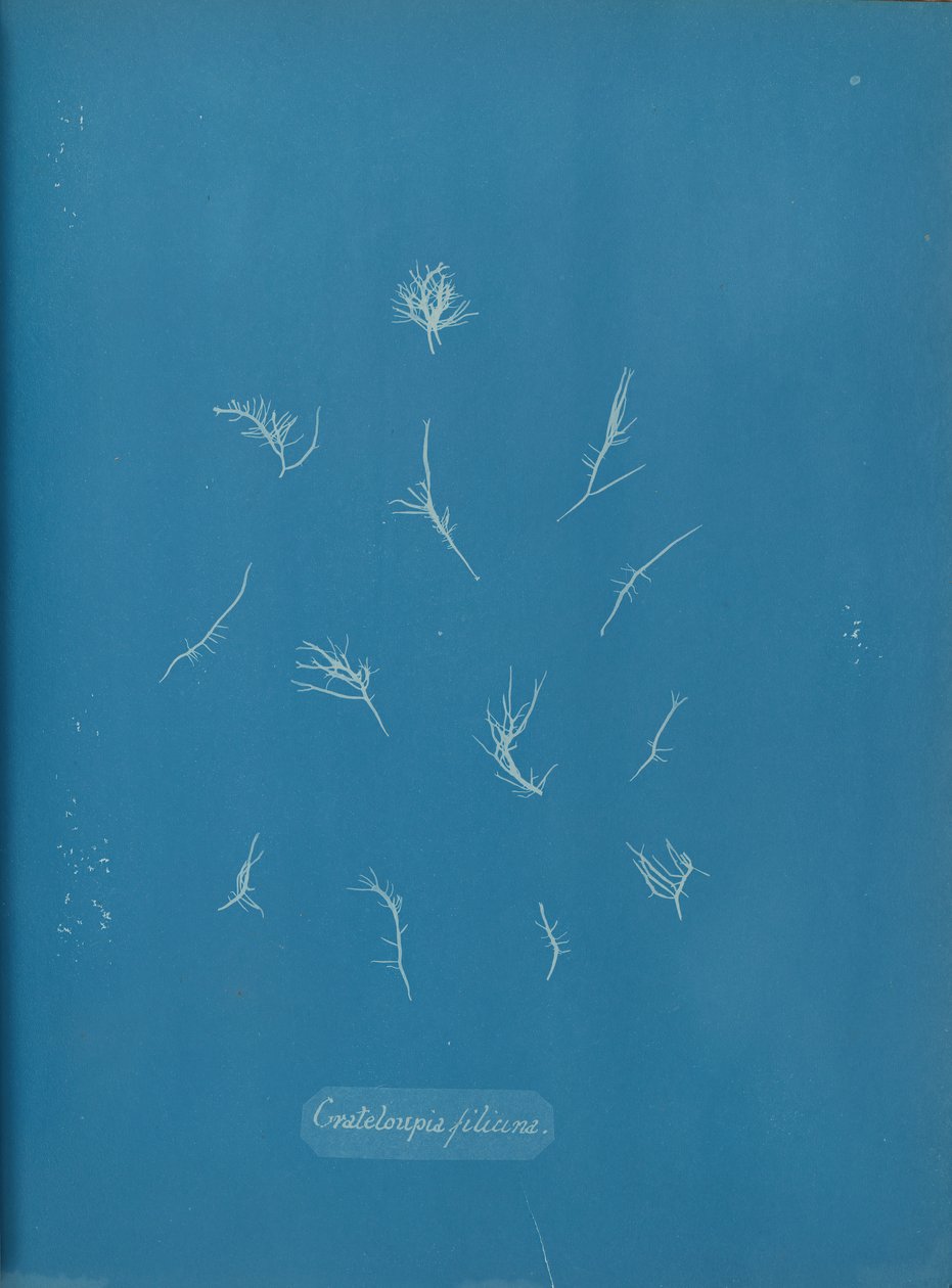 Grateloupia filicina ، كاليفورنيا. 1853. بواسطة آنا أتكينز