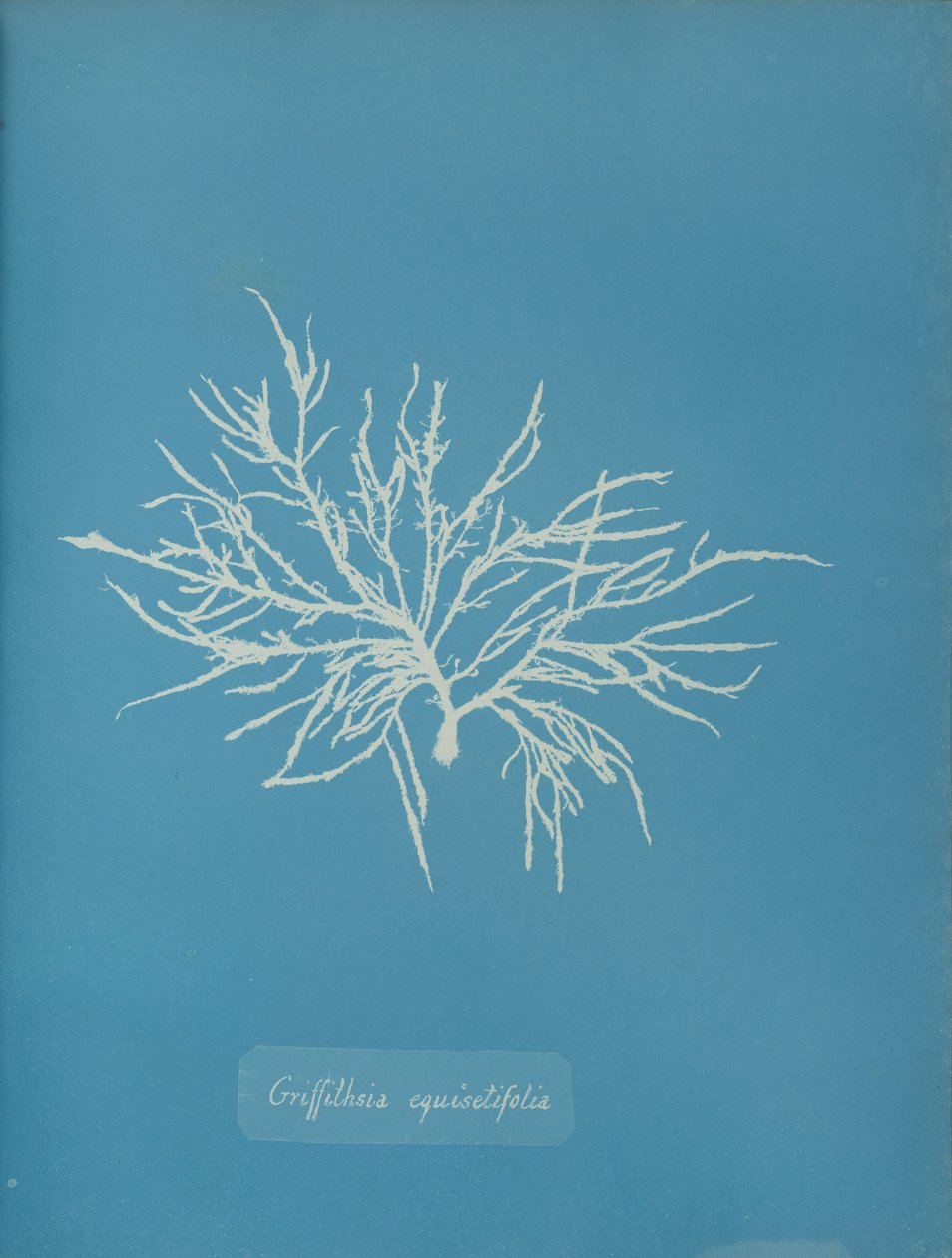 Griffithsia equisetifolia ، كاليفورنيا. 1853. بواسطة آنا أتكينز