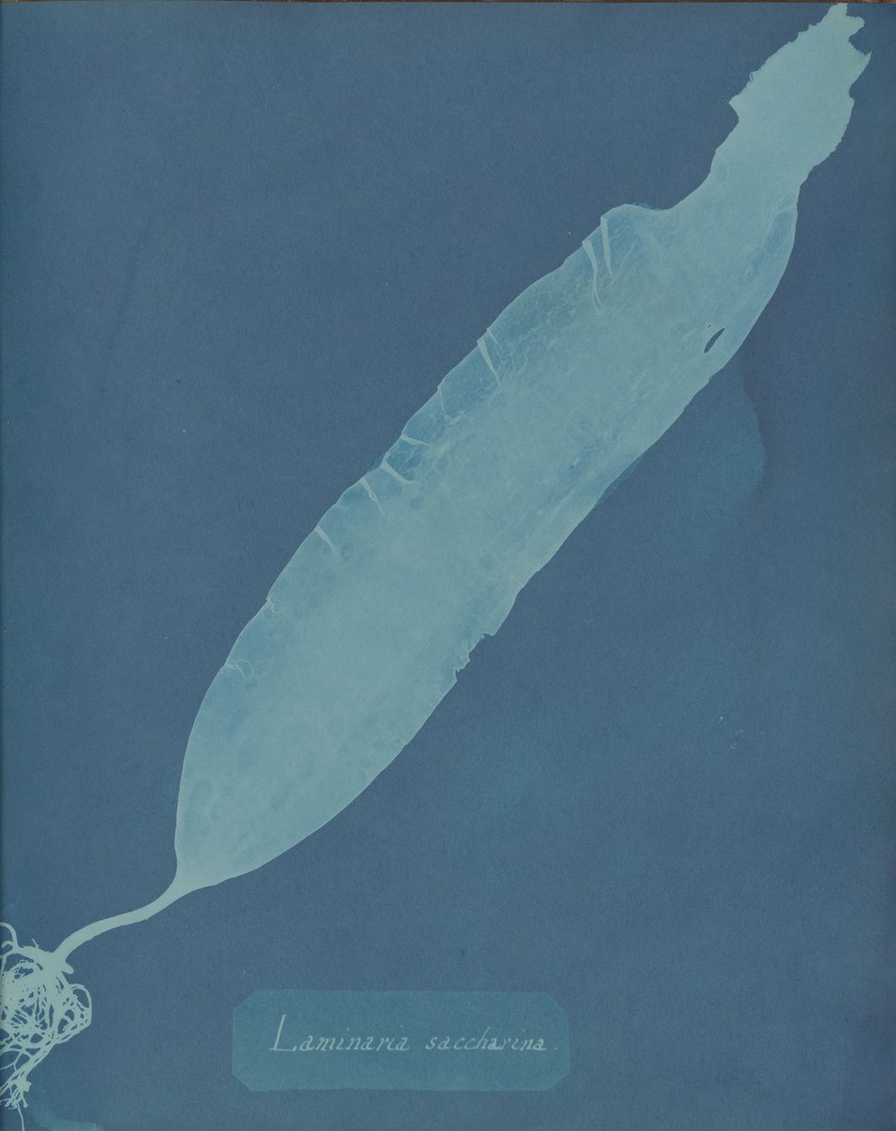 Laminaria saccharina ، كاليفورنيا. 1853. بواسطة آنا أتكينز