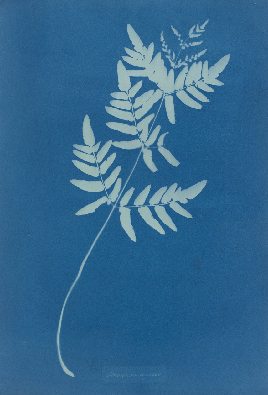 Osmunda Rigalis (أستراليا) بواسطة آنا أتكينز