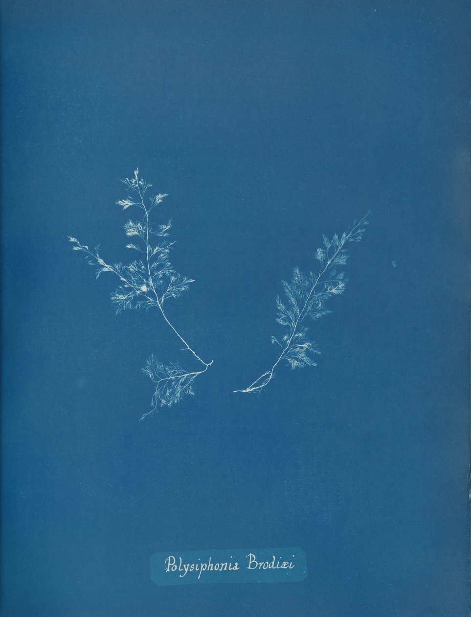 Polysiphonia برودي ، كاليفورنيا. 1853 بواسطة آنا أتكينز