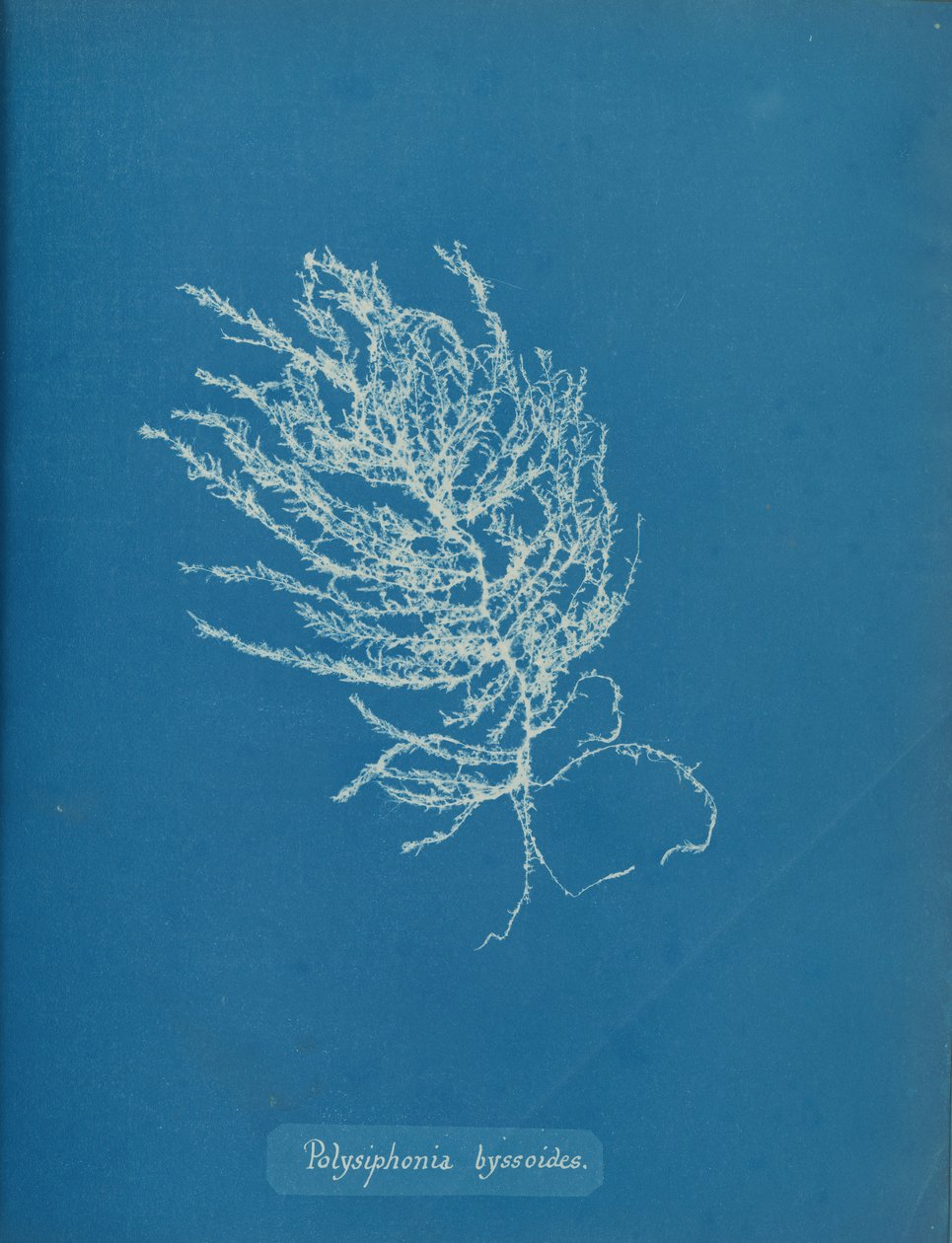 Polysiphonia byssoides ، كاليفورنيا. 1853. بواسطة آنا أتكينز