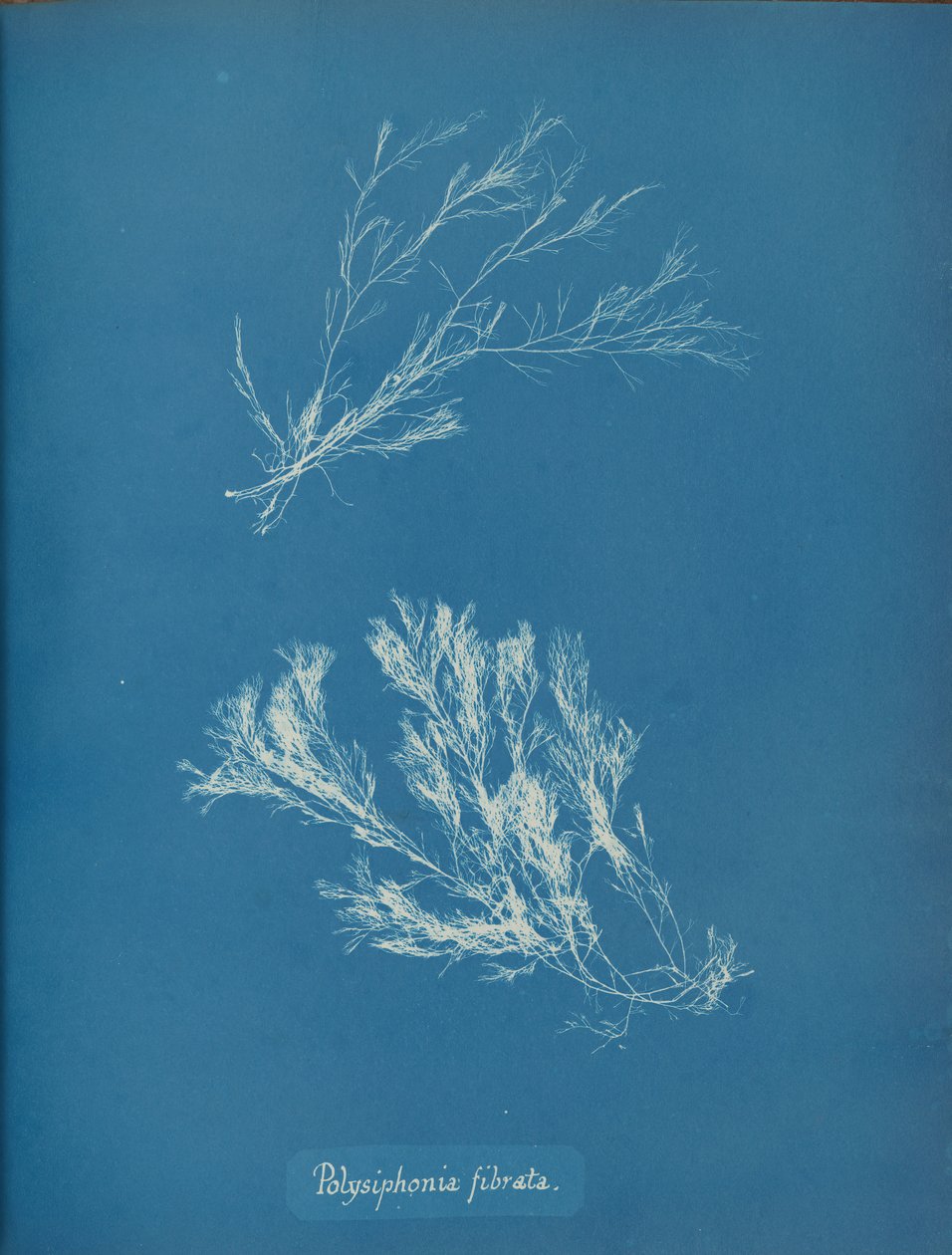 Polysiphonia fibrata ، كاليفورنيا. 1853. بواسطة آنا أتكينز