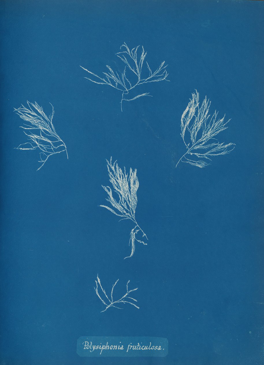 Polysiphonia fruticulosa ، كاليفورنيا. 1853 بواسطة آنا أتكينز