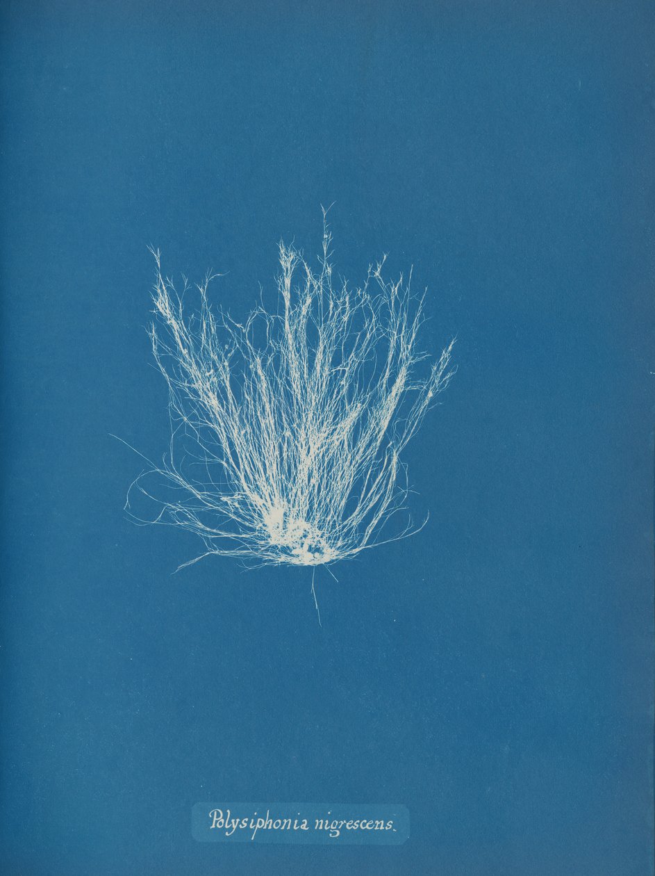 Polysiphonia nigrescens ، كاليفورنيا. 1853 بواسطة آنا أتكينز