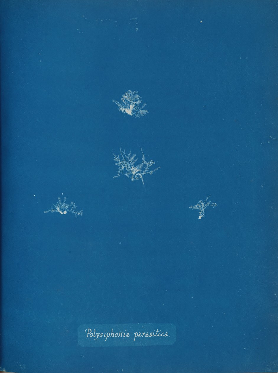 Polysiphonia parasitica ، كاليفورنيا. 1853. بواسطة آنا أتكينز