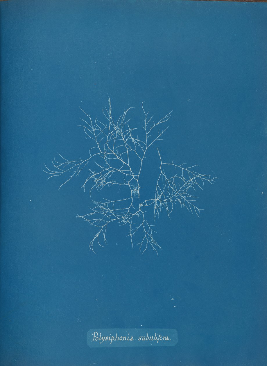 Polysiphonia subulifera ، كاليفورنيا. 1853. بواسطة آنا أتكينز
