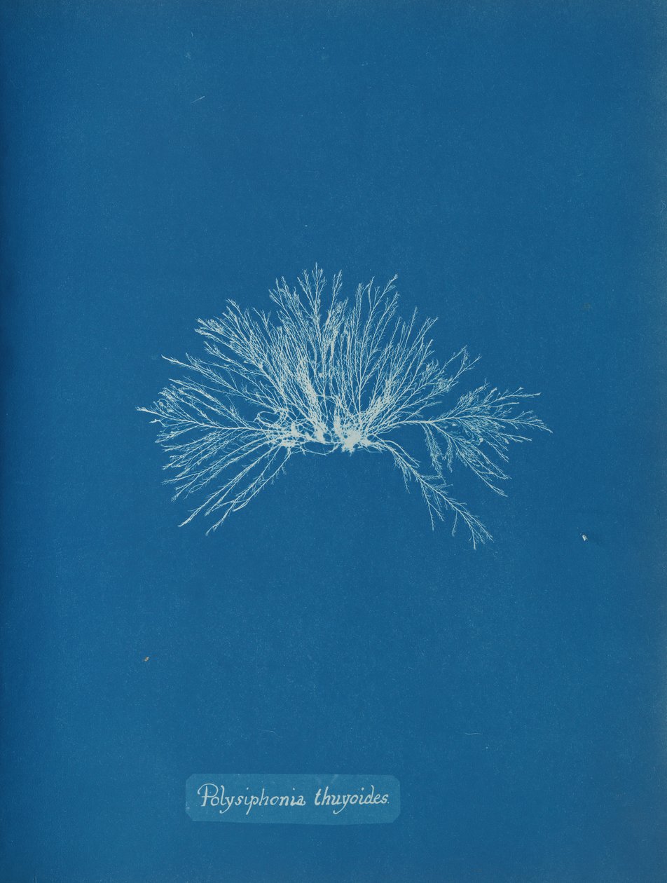 Polysiphonia thuyoides ، كاليفورنيا. 1853. بواسطة آنا أتكينز