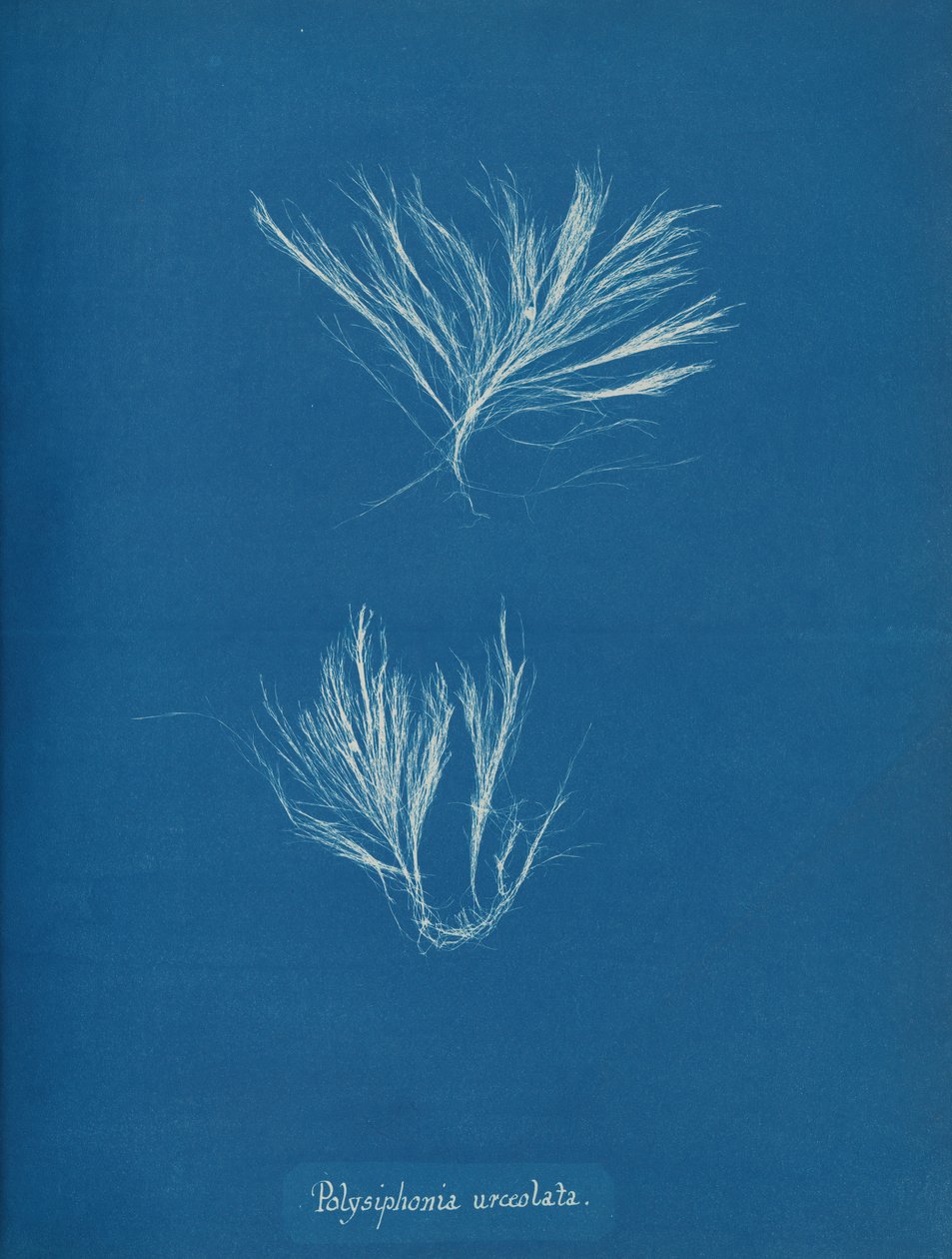 Polysiphonia urceolata ، كاليفورنيا. 1853. بواسطة آنا أتكينز