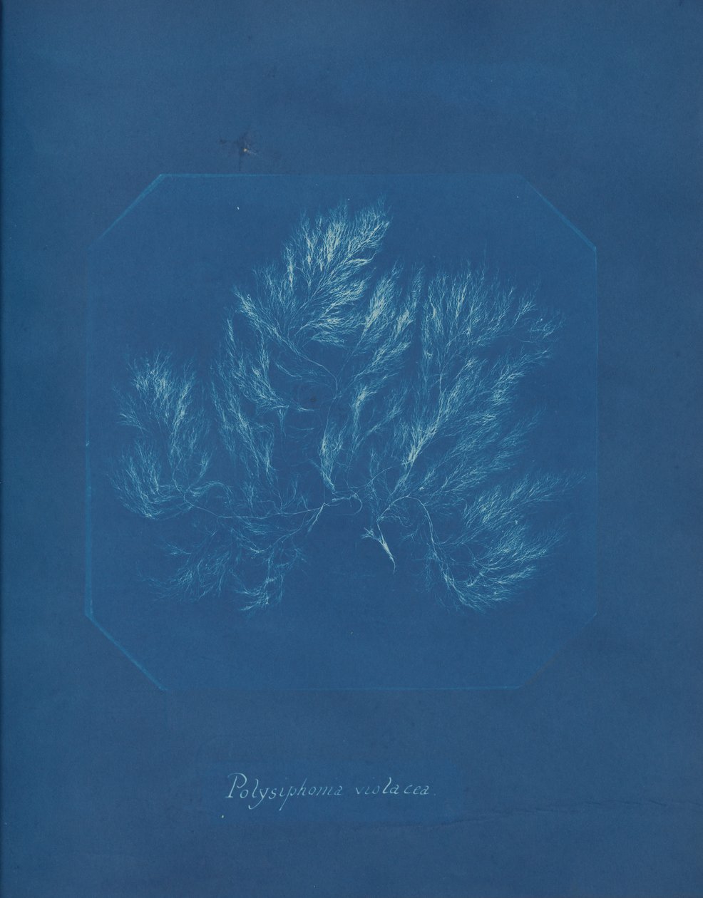 Polysiphonia فيولاسيا ، كاليفورنيا. 1853. بواسطة آنا أتكينز