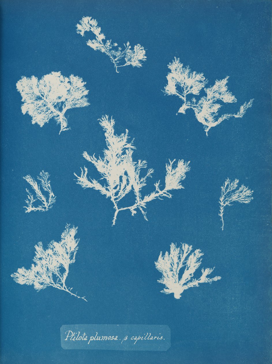 Ptilota plumosa. ß الشعيرات الدموية ، تقريبًا. 1853. بواسطة آنا أتكينز