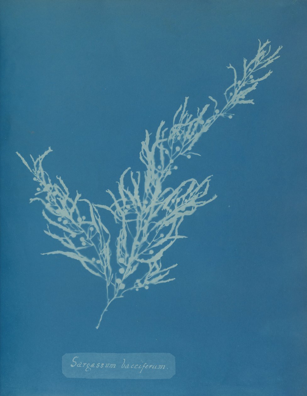 Sargassum bacciferum ، كاليفورنيا. 1853. بواسطة آنا أتكينز