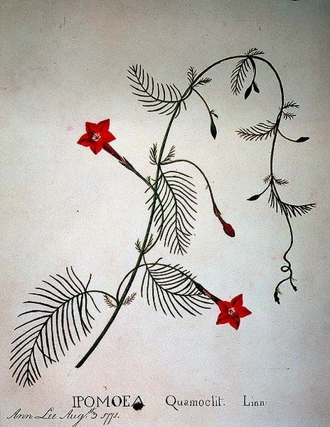 كرمة السرو: Ipomoea quomoclit بواسطة آنا لي