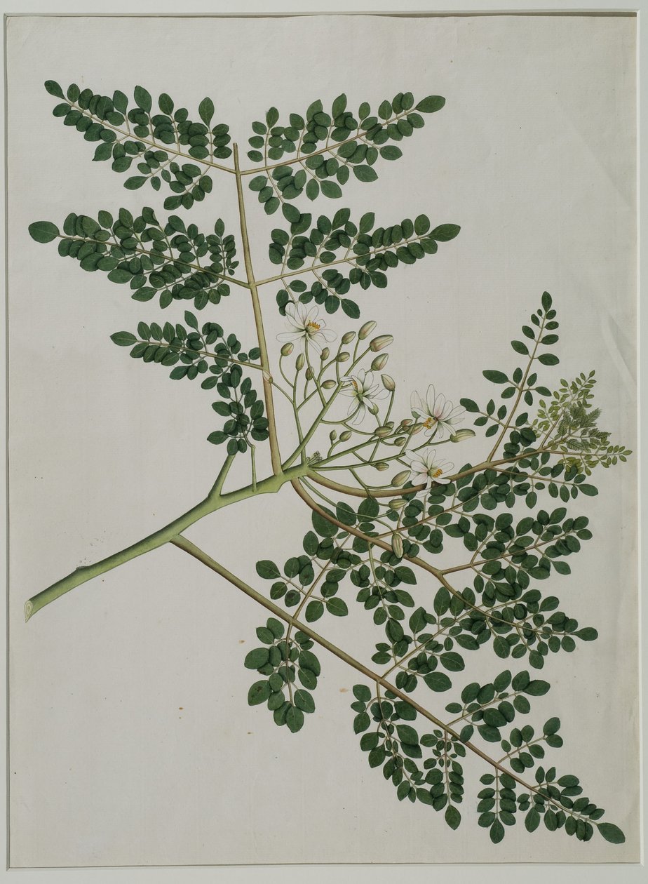 Moringa oleifera ، وتسمى أيضًا شجرة فجل الحصان ، أو شجرة أفخاذ (ألوان مائية على الورق) بواسطة آنا ماريا جونز