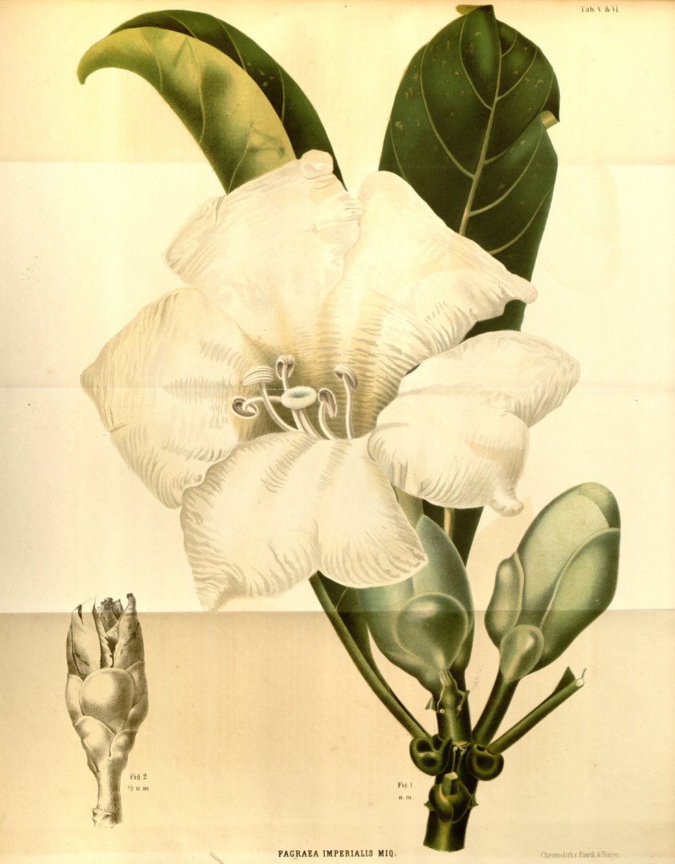 فاجريا إمبرياليس بواسطة Annales Musei botanici lugduno batavi