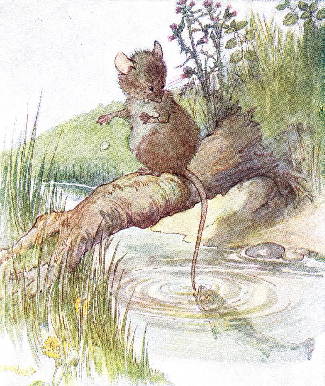 "سمكة أتت وأعطتها إرتداء حاد" ، رسم توضيحي من "كتاب الموسيقى الخبيثة" ، الذي نشره توماس نيلسون أند سونز ، 1920s بواسطة آن أندرسون