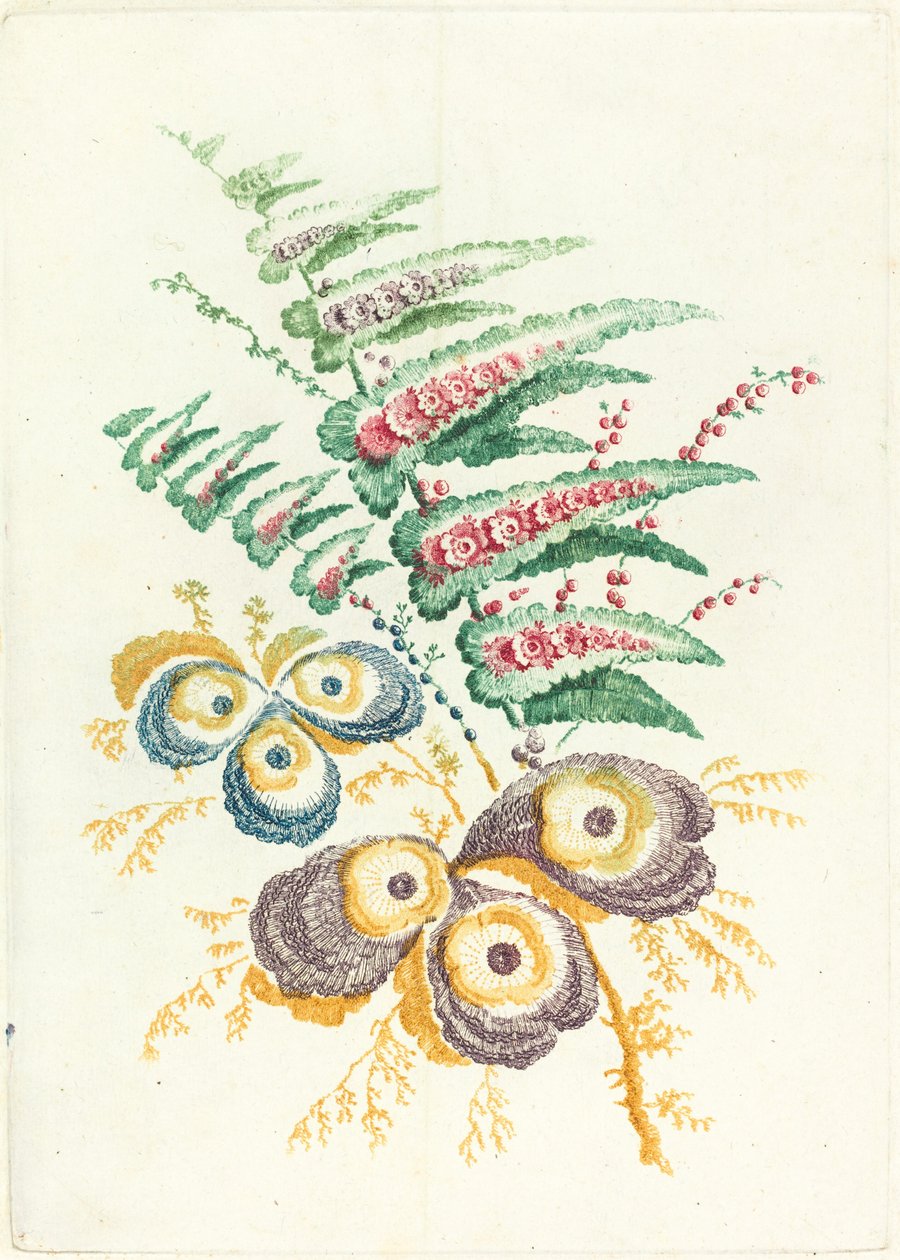 زهور رائعة بأزهار المحار ، ج. 1795. بواسطة آن ألين