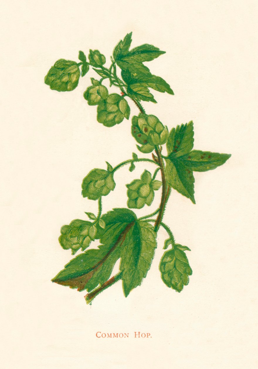 الهيب المشترك ، c1891 ، 1891 بواسطة آن برات