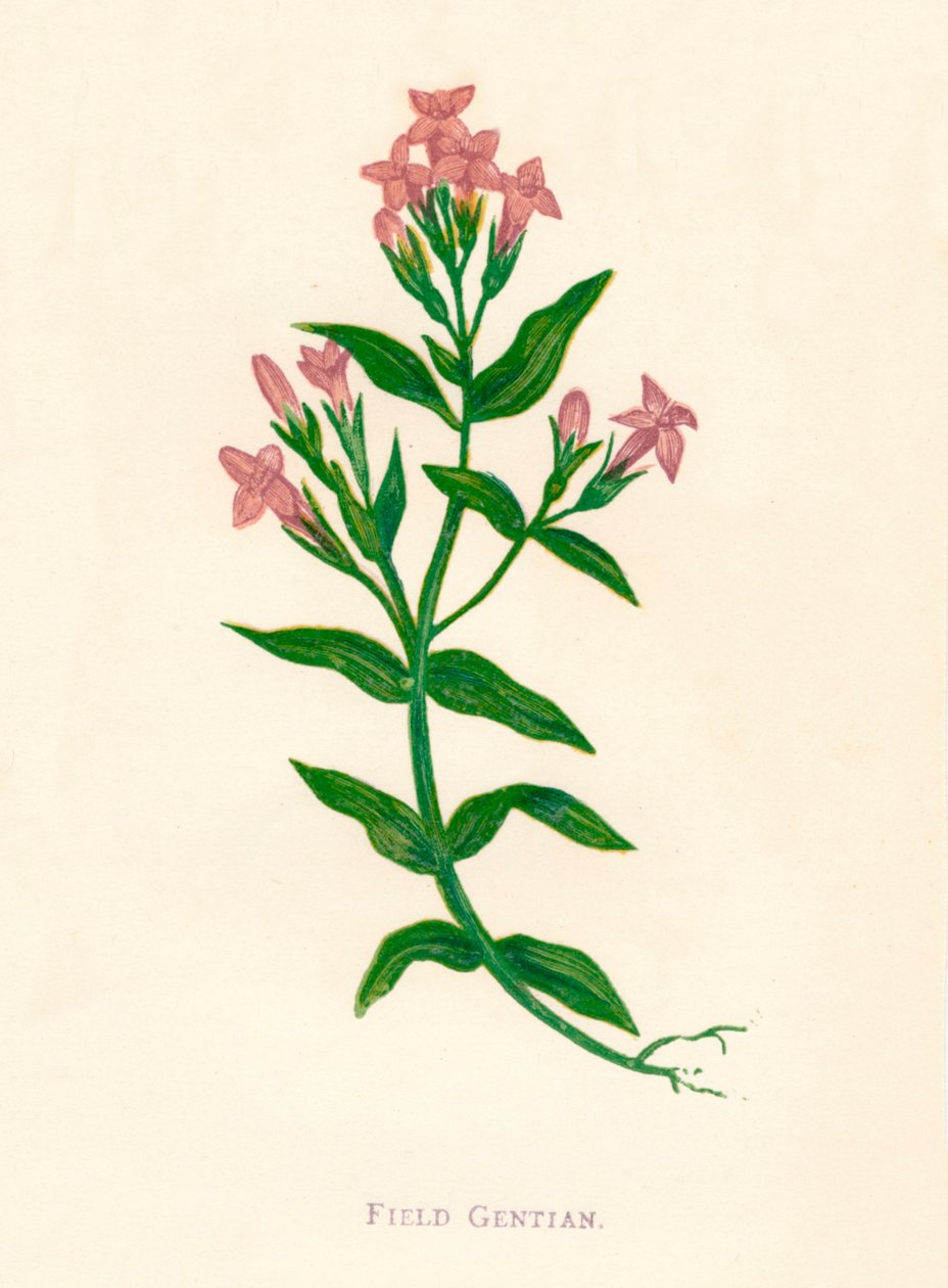 حقل الجنطيانا ، c1891 ، 1891 بواسطة آن برات