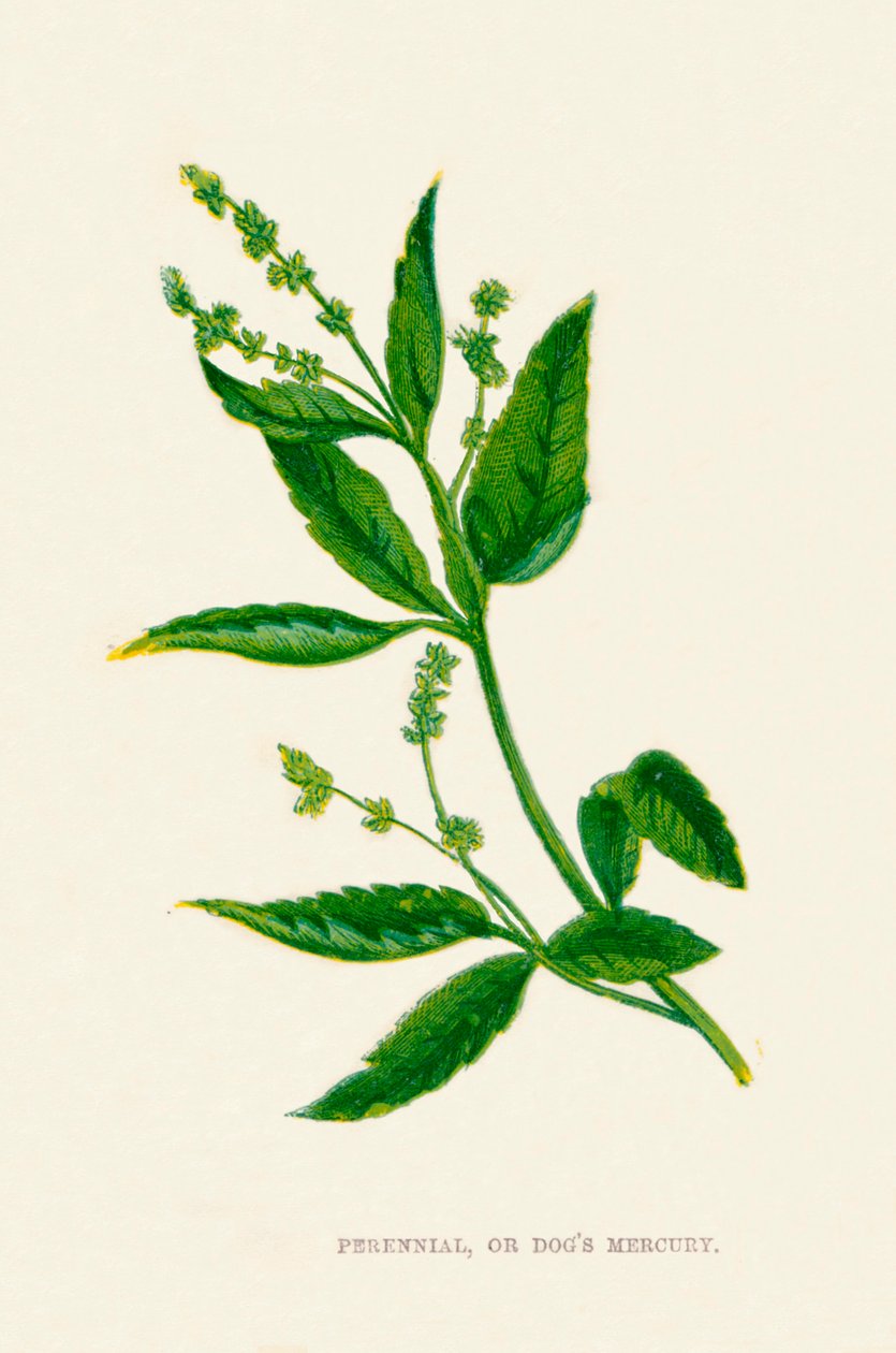 المعمرة ، أو الكلاب الزئبق ، c1891 ، 1891 بواسطة آن برات