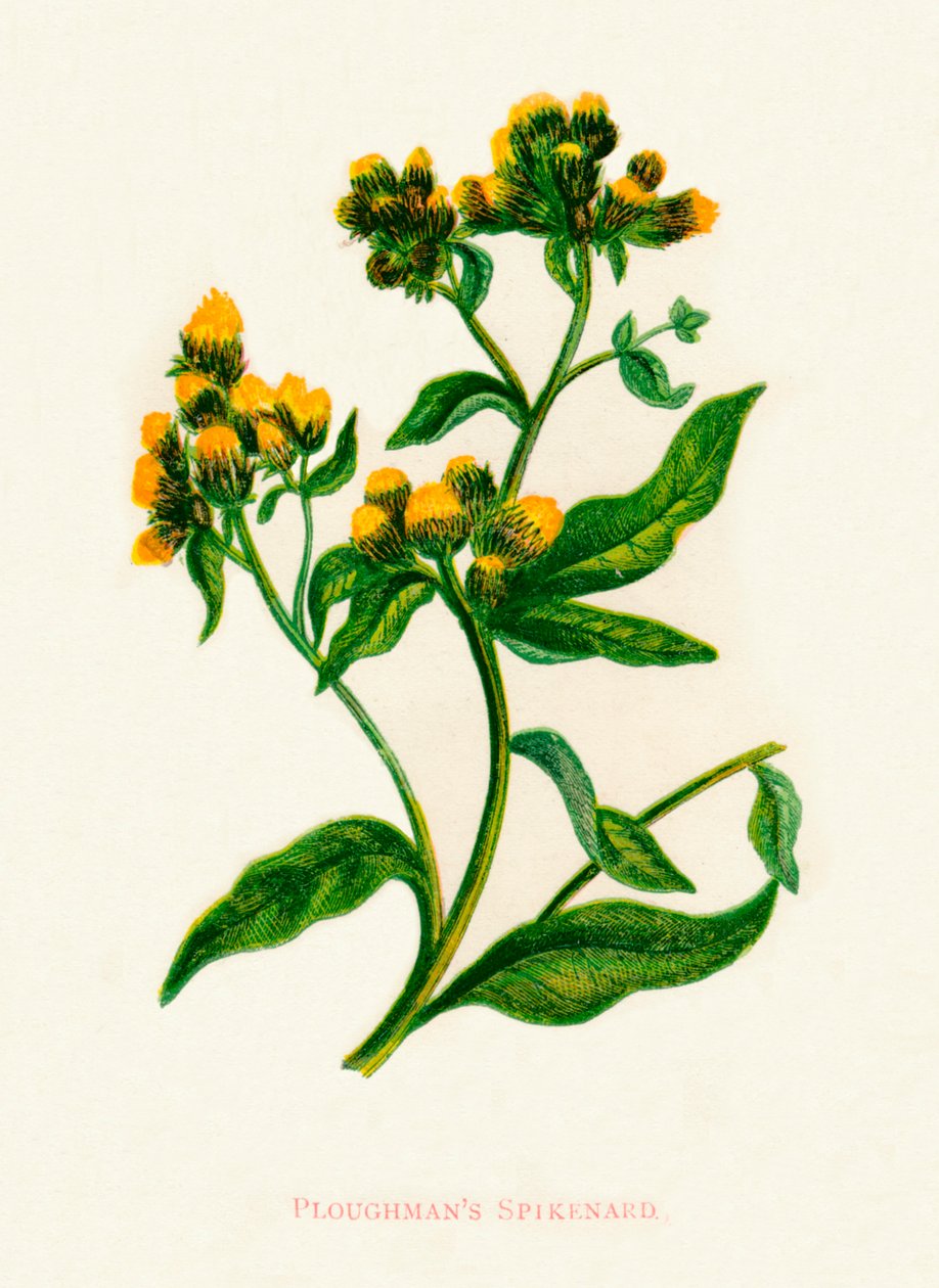 Ploughmans Spikenard ، c1891 ، 1891 بواسطة آن برات