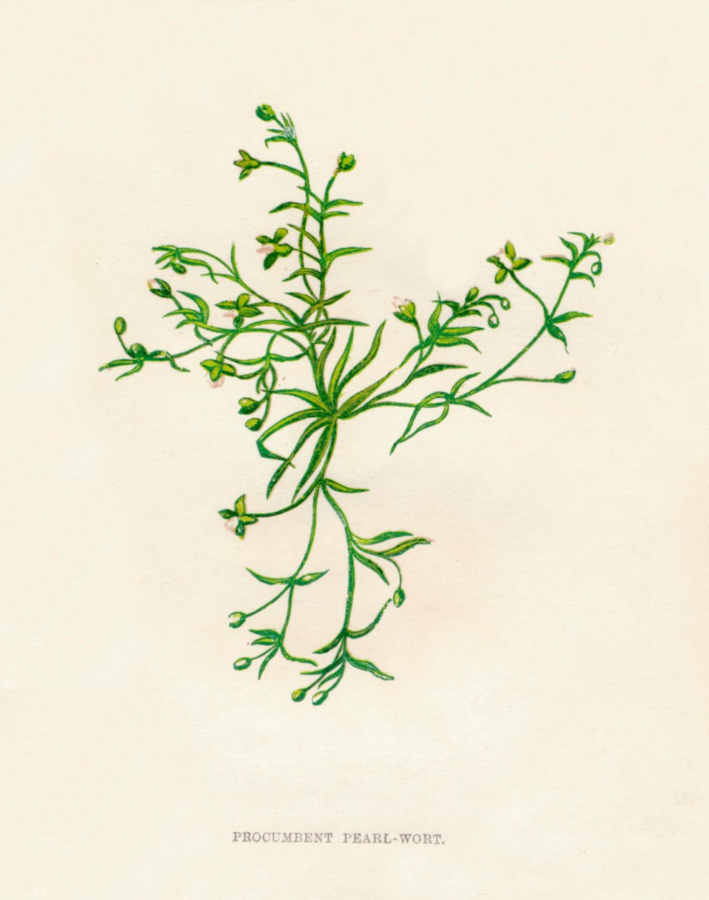 Procumbent Pearl-Wort، c1891، 1891 بواسطة آن برات