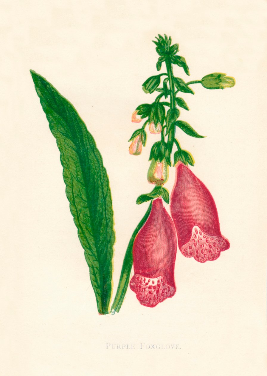 الأرجواني Foxglove ، c1891 ، 1891. بواسطة آن برات