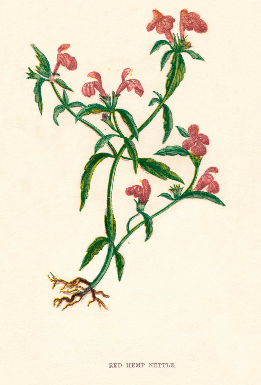 نبات القراص الأحمر ، c1891 ، 1891 بواسطة آن برات