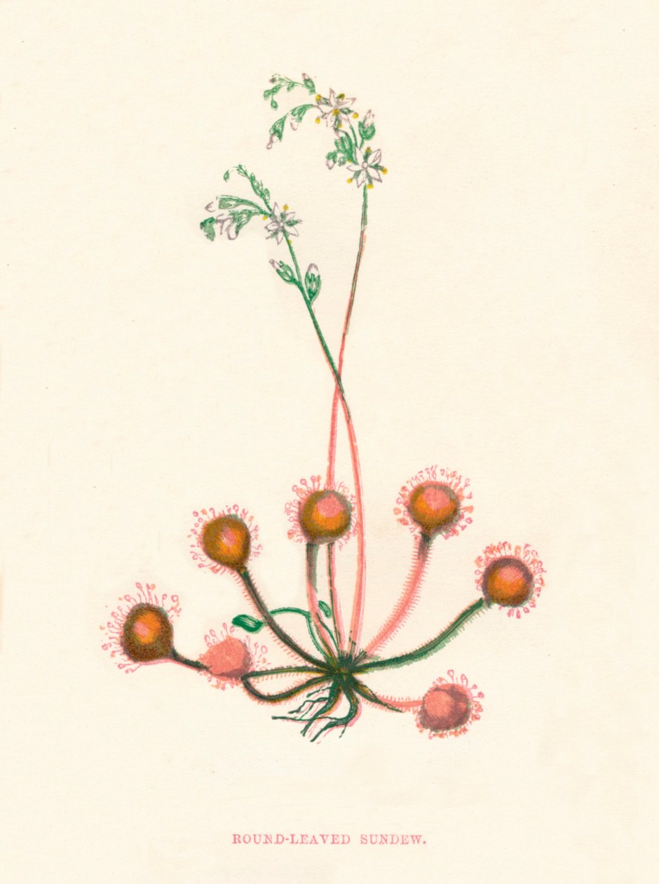 Round Leaved Sundew، c1891، 1891 بواسطة آن برات