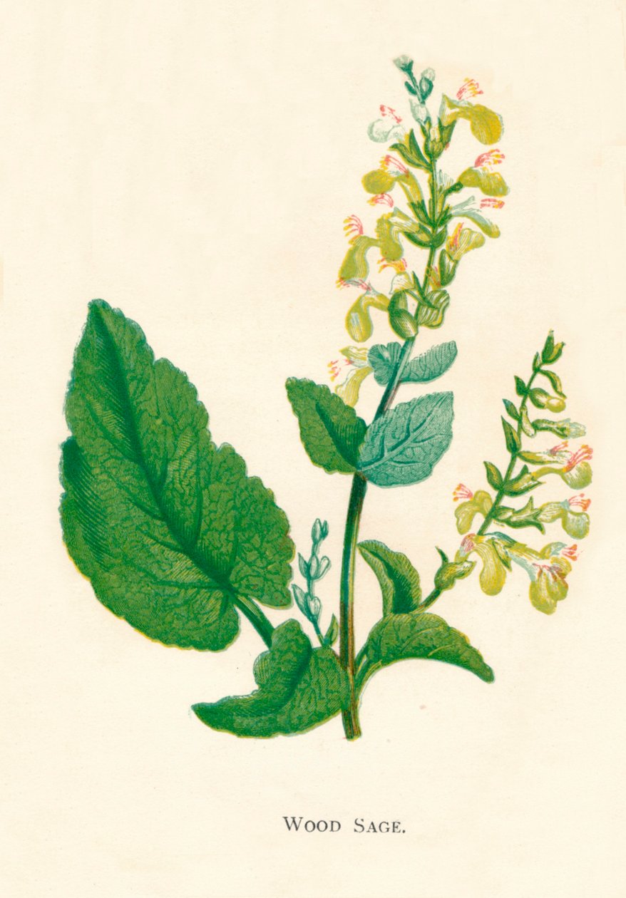 وود سيج ، c1891 ، 1891 بواسطة آن برات