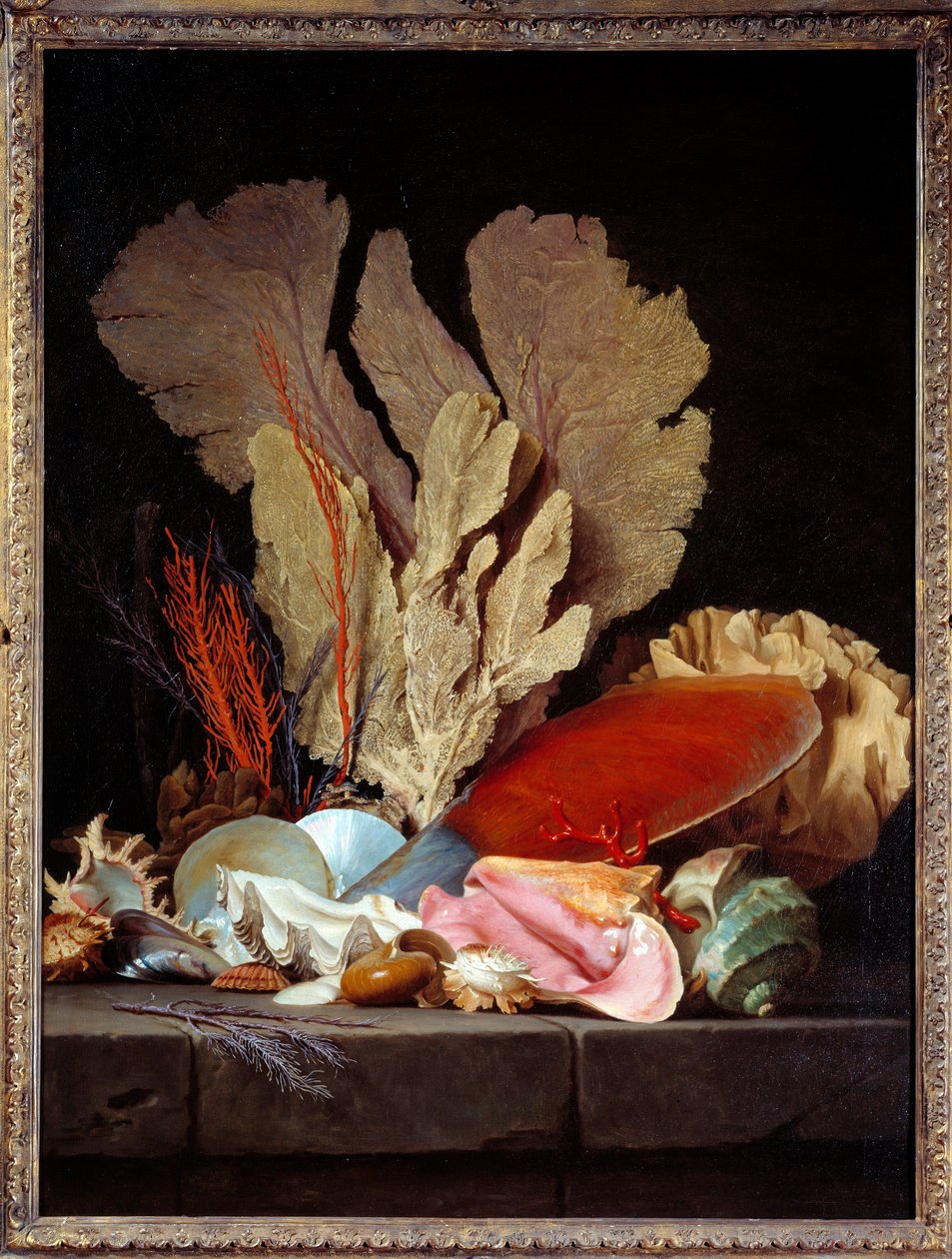 Sea Panaches Still Life with Shells. Painting by Anne Vallayer Coster (1744-1818) 1769 Sun. 1,3x0,97 m بواسطة آن فالاير كوستر