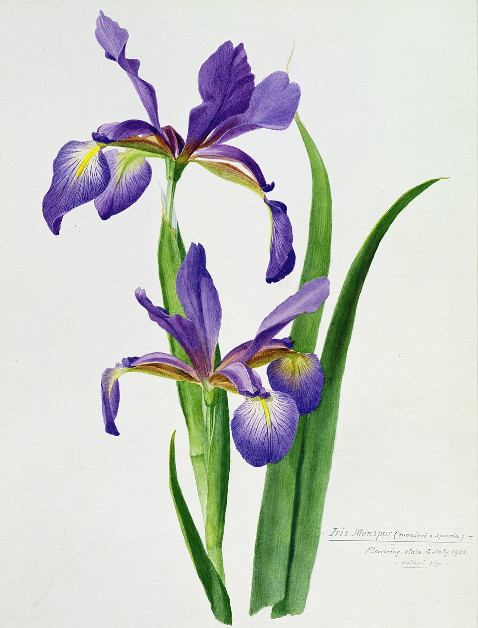 Iris monspur (ألوان مائية) بواسطة غير معروف غير معروف