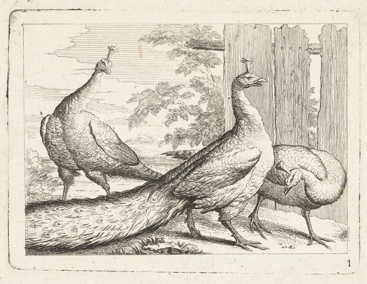 ثلاثة طواويس Native Birds (عنوان السلسلة) بواسطة مجهول