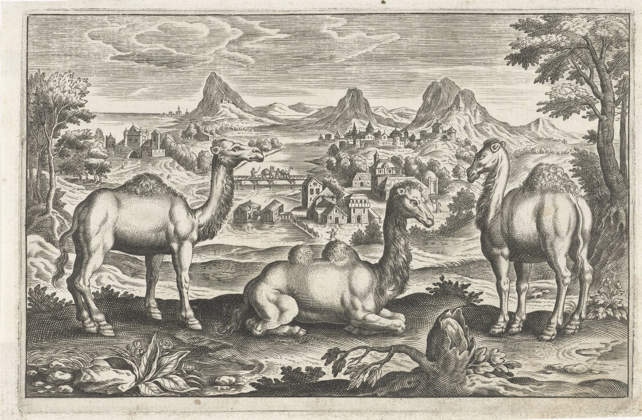 الجمل والجمل الحيوانات ذات الأرجل الأربعة (عنوان السلسلة) Animalivm Qvaddrvpedvm (عنوان المسلسل) بواسطة مجهول