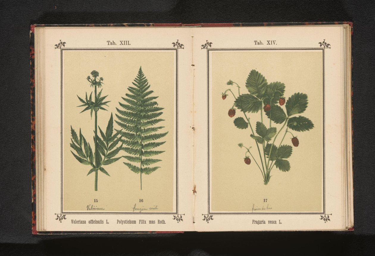 حشيشة الهر الحقيقي وفرع من سرخس ذكر Valeriana officinalis L. Polystichum Filix mas Roth (العنوان على الكائن) بواسطة مجهول