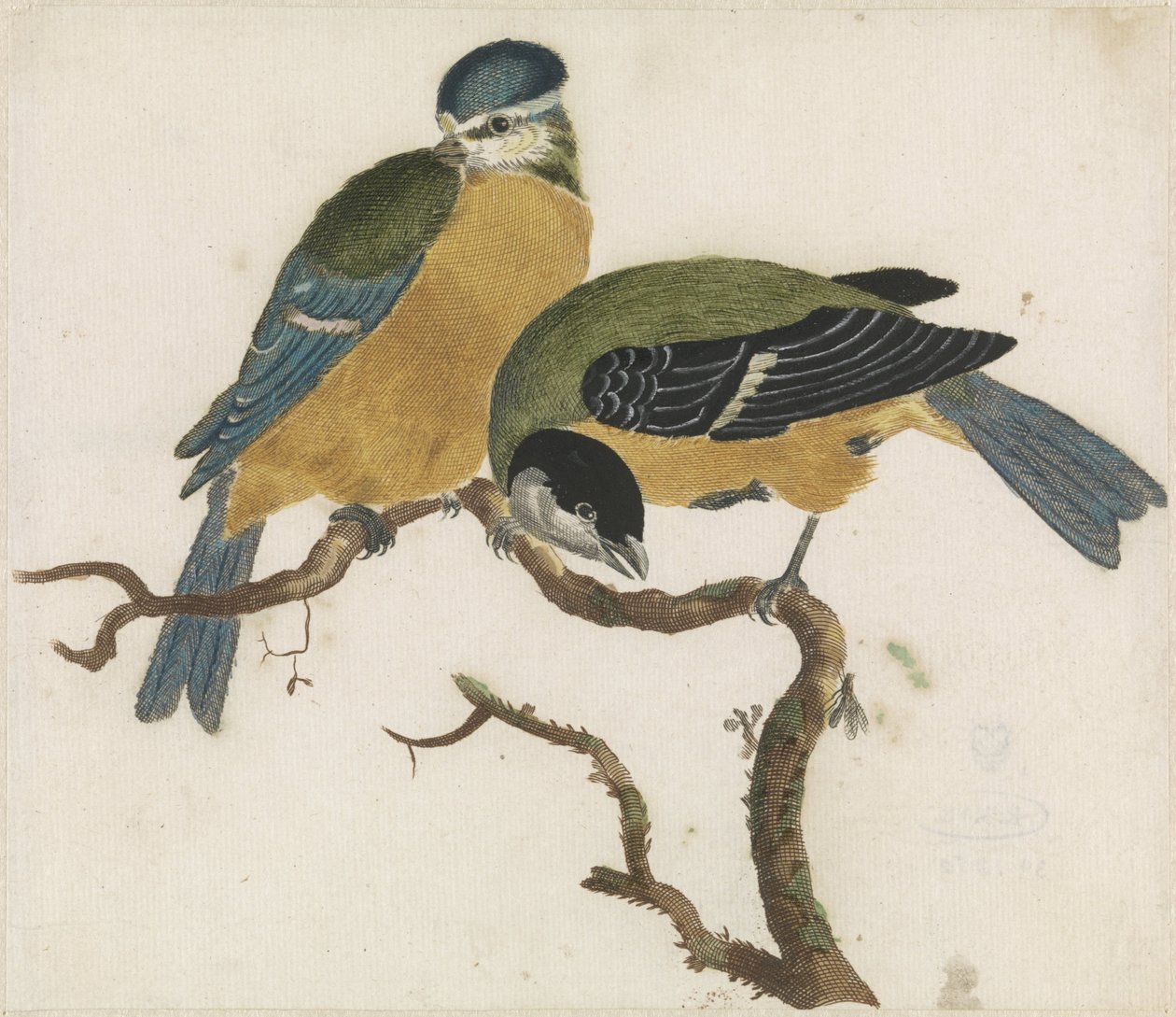 A Blue Tit و a Great Tit على فرع بواسطة مجهول