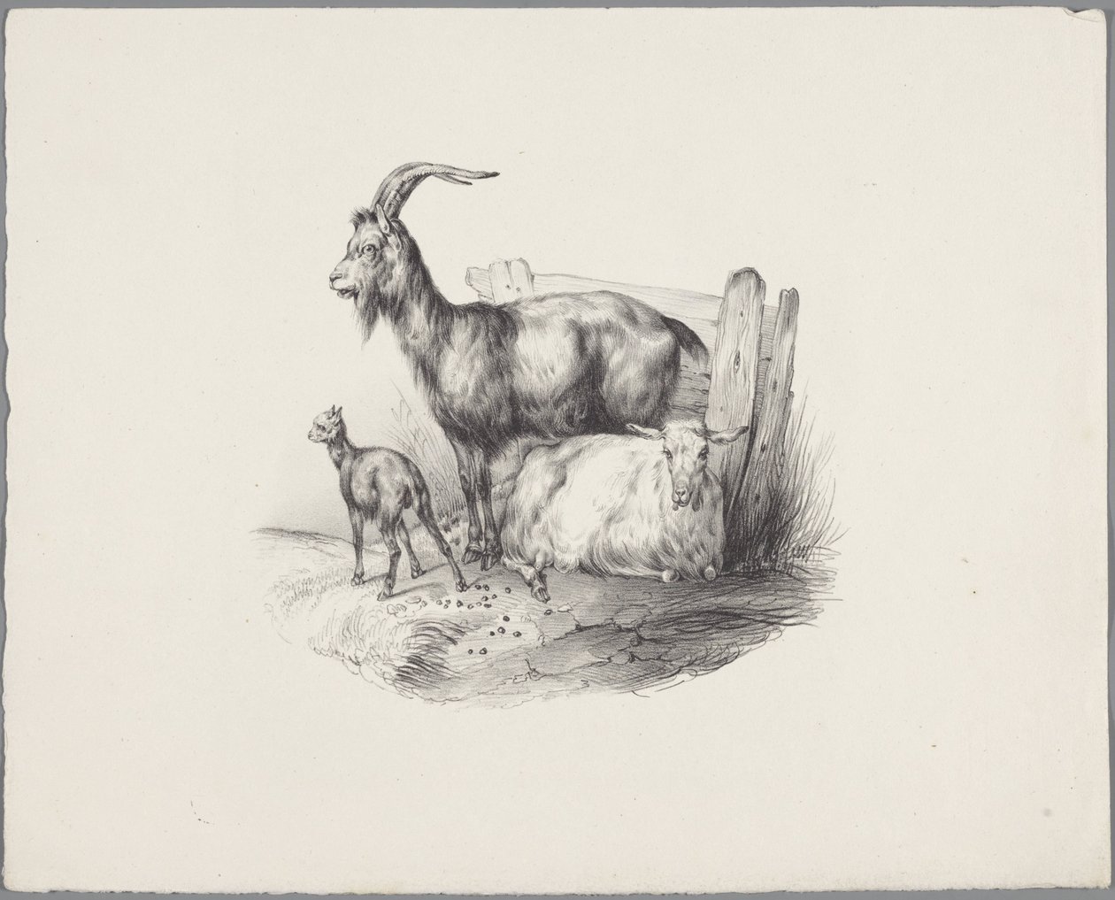 ماعز وماعز وحمل ستة دراسات حيوانية صغيرة (عنوان السلسلة) ستة دراسات عن الحيوانات الصغيرة (عنوان السلسلة على الكائن) بواسطة مجهول