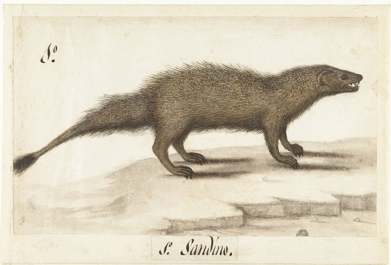 النمس المصري Herpestes ichneumon / Sandino / Egyptian Mongoose (العنوان على الكائن) ألبوم لومبارد (عنوان المسلسل) بواسطة مجهول