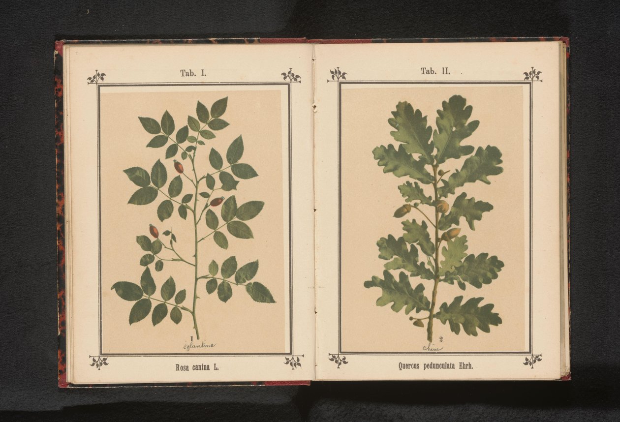 إيكينتاك Quercus pedunculata Ehrh. (العنوان على الكائن) بواسطة مجهول